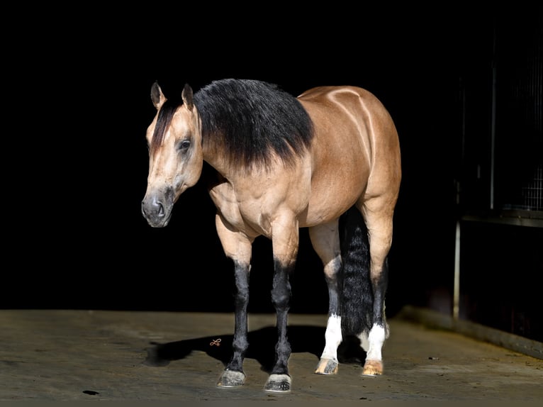 Quarter horse américain Étalon 5 Ans 152 cm Buckskin in Canistota