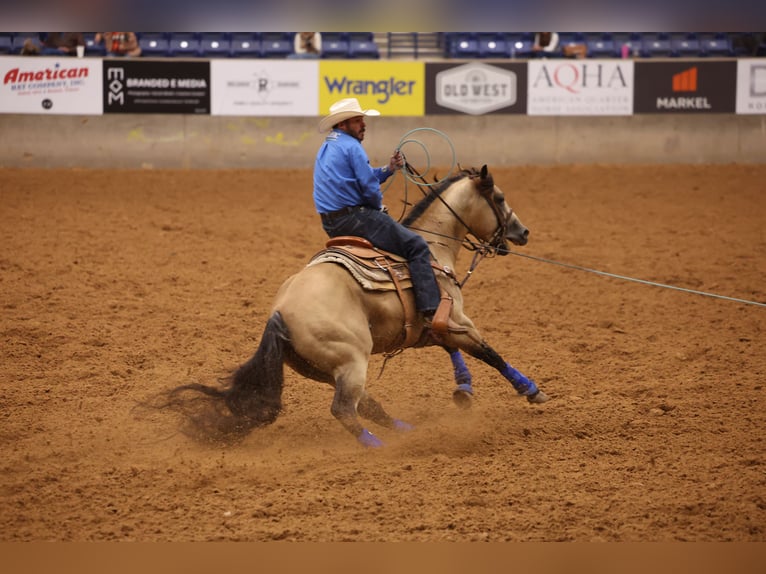 Quarter horse américain Étalon 5 Ans 152 cm Buckskin in Canistota