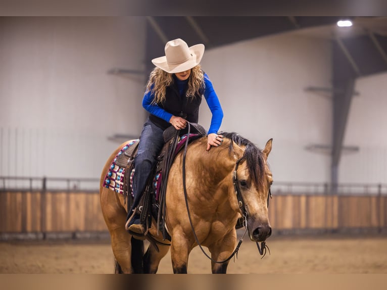 Quarter horse américain Étalon 5 Ans 152 cm Buckskin in Canistota