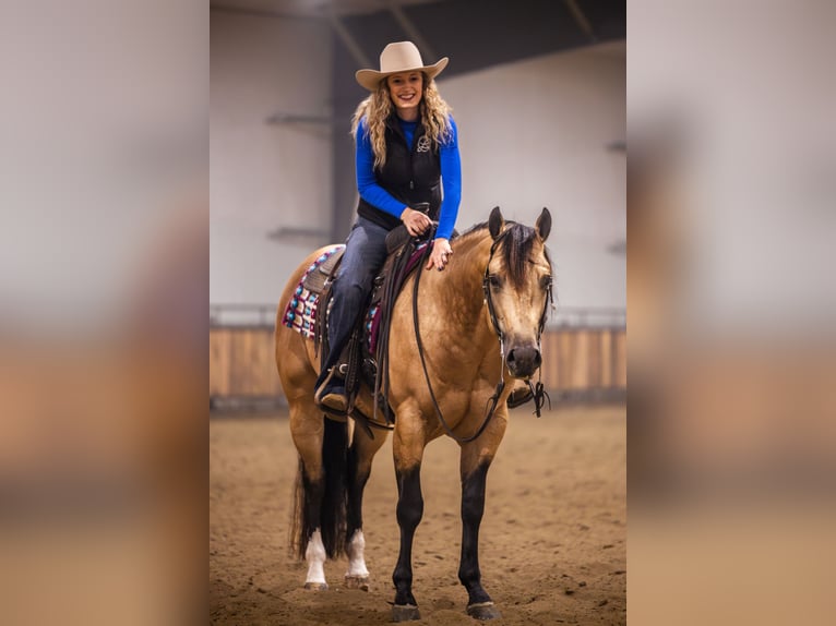 Quarter horse américain Étalon 5 Ans 152 cm Buckskin in Canistota
