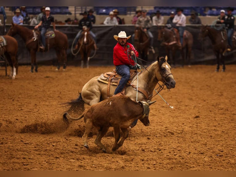 Quarter horse américain Étalon 5 Ans 152 cm Buckskin in Canistota