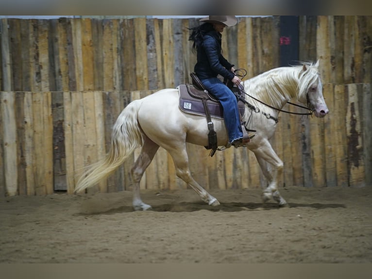 Quarter horse américain Étalon 5 Ans 152 cm Cremello in Brandon
