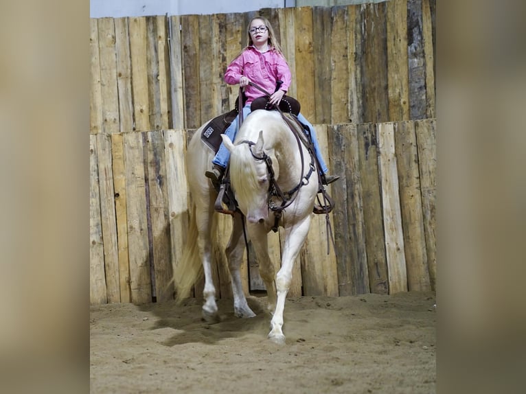 Quarter horse américain Étalon 5 Ans 152 cm Cremello in Brandon