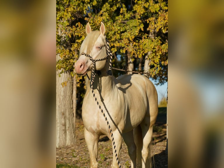 Quarter horse américain Étalon 5 Ans 152 cm Cremello in Brandon