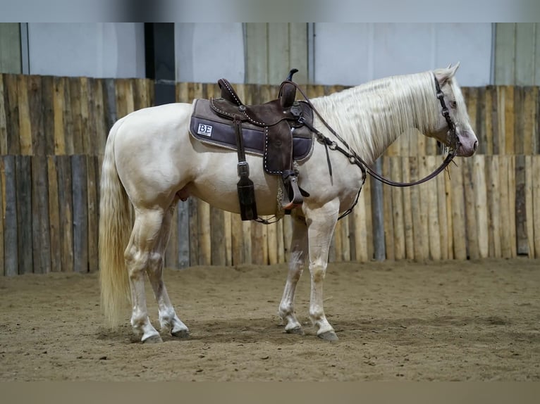 Quarter horse américain Étalon 5 Ans 152 cm Cremello in Brandon