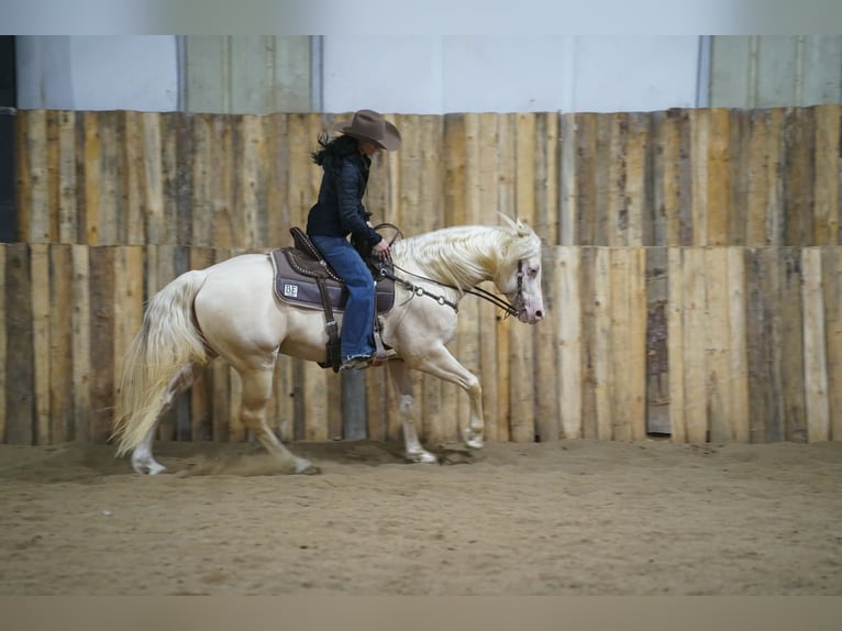 Quarter horse américain Étalon 5 Ans 152 cm Cremello in Brandon