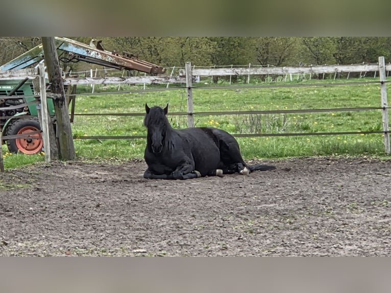Quarter horse américain Étalon 5 Ans 155 cm Noir in Loxstedt