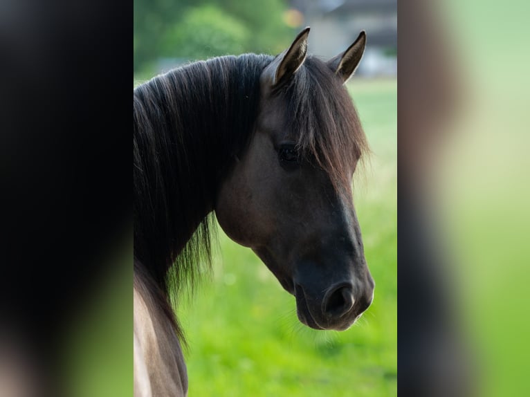 Quarter horse américain Étalon 5 Ans Grullo in Hartenfels