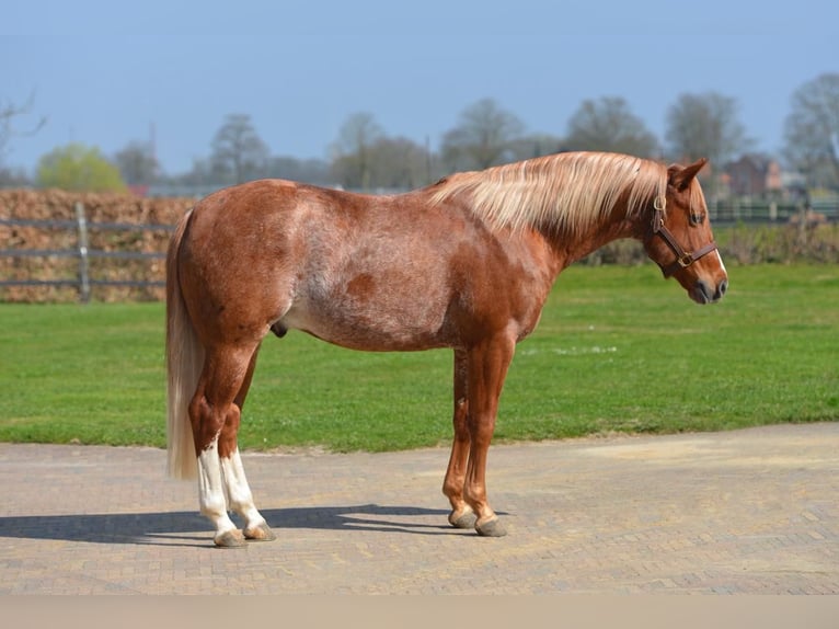 Quarter horse américain Étalon 5 Ans  in Kamp-Lintfort