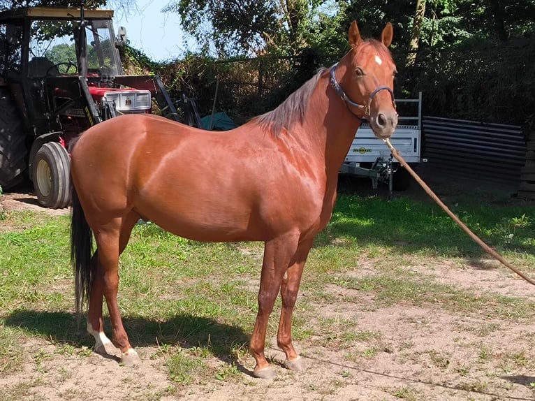 Quarter horse américain Étalon 6 Ans 148 cm Alezan in Nahrendorf