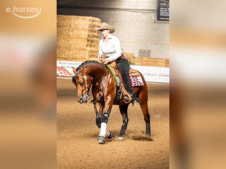 Quarter horse américain Étalon 6 Ans 150 cm Bai in Bergeijk