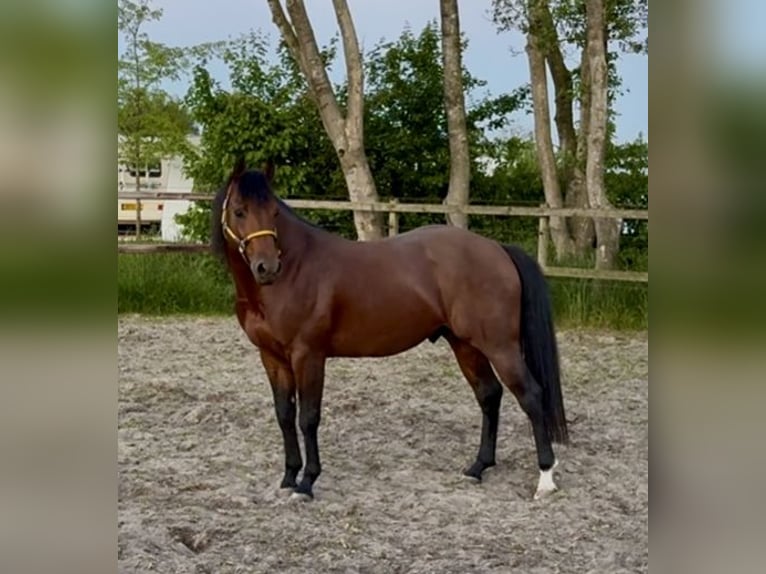 Quarter horse américain Étalon 6 Ans 155 cm Bai brun in Almkerk
