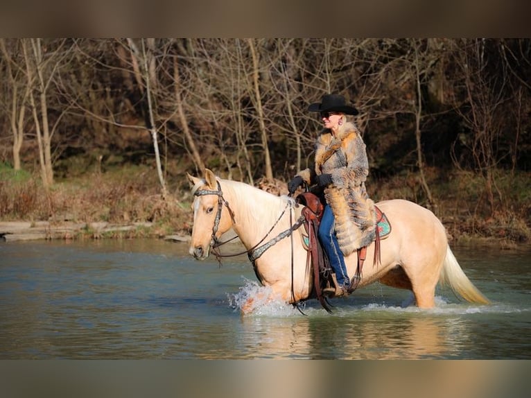 Quarter horse américain Croisé Étalon 6 Ans 61 cm Bai clair in Klamath River