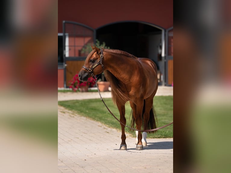 Quarter horse américain Étalon 7 Ans 148 cm Alezan brûlé in Tuntenhausen
