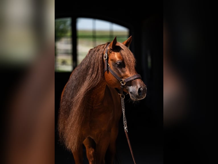Quarter horse américain Étalon 7 Ans 148 cm Alezan brûlé in Tuntenhausen