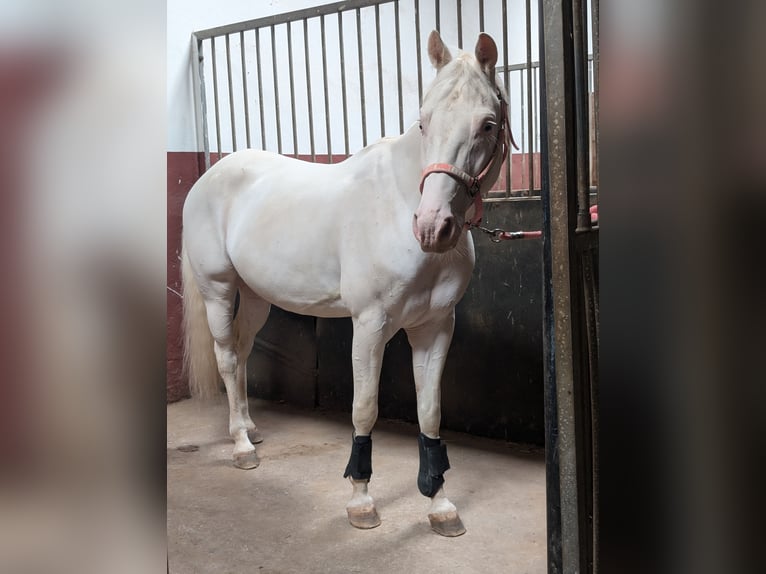 Quarter horse américain Étalon 7 Ans 150 cm Blanc in Amberg