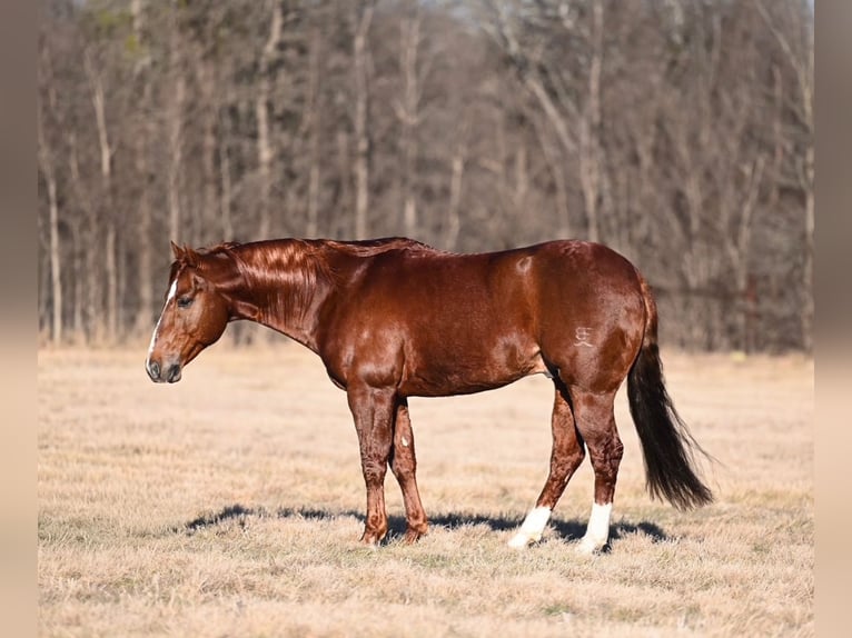 Quarter horse américain Étalon 8 Ans 147 cm Alezan cuivré in Waco
