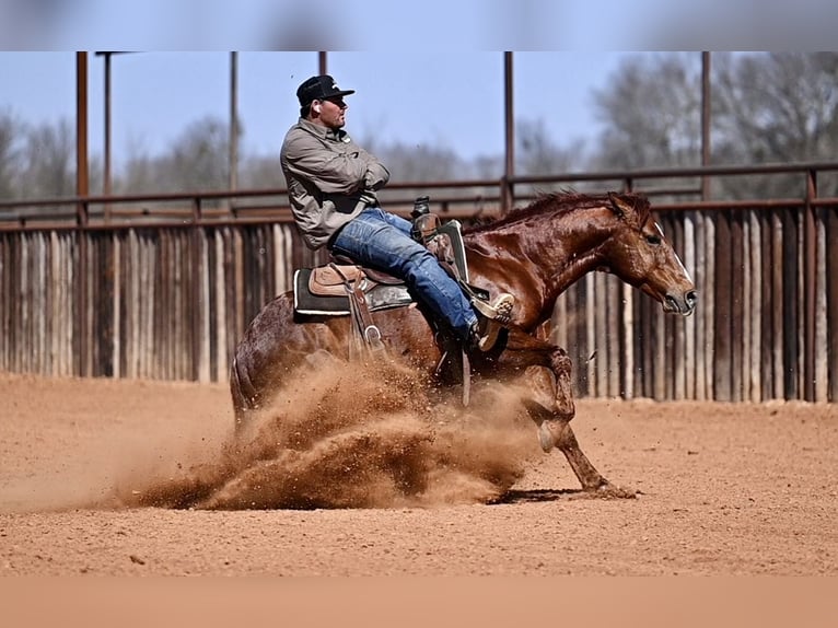 Quarter horse américain Étalon 8 Ans 147 cm Alezan cuivré in Waco
