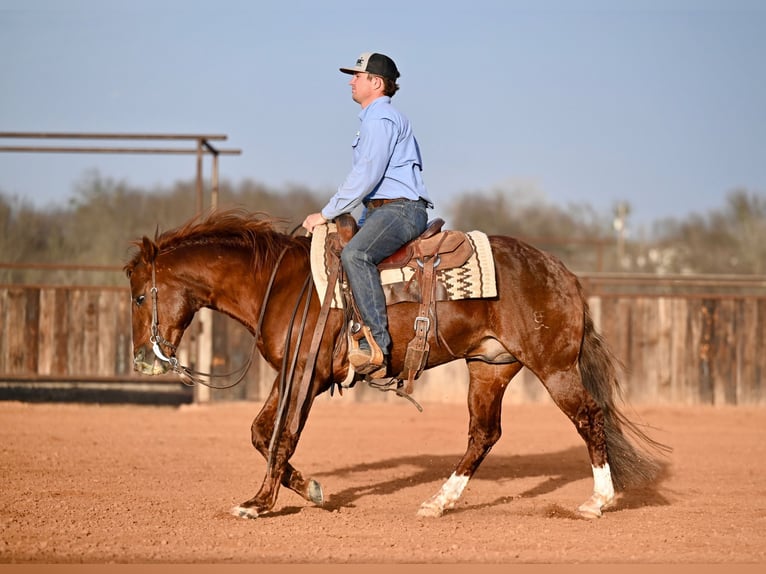 Quarter horse américain Étalon 8 Ans 147 cm Alezan cuivré in Waco