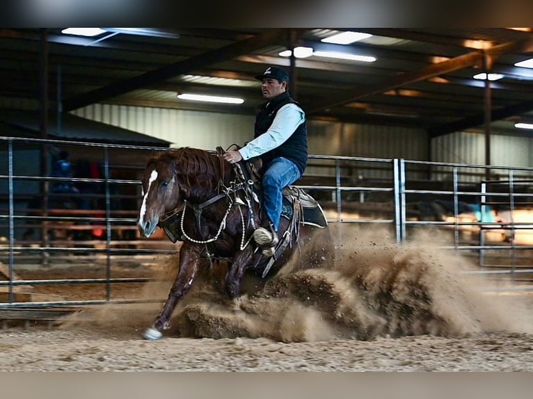 Quarter horse américain Étalon 8 Ans 147 cm Alezan cuivré in Waco