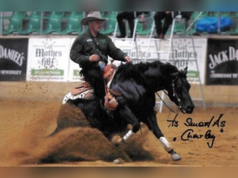 Quarter horse américain Étalon 8 Ans 152 cm Isabelle in Rheinberg