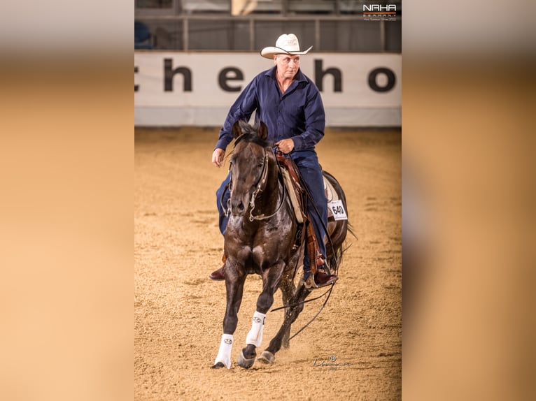 Quarter horse américain Étalon 8 Ans 152 cm Isabelle in Rheinberg