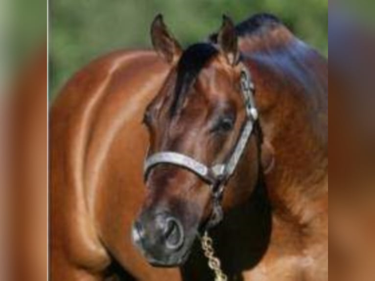 Quarter horse américain Étalon 8 Ans 152 cm Isabelle in Rheinberg