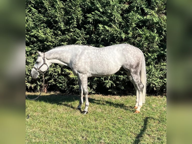 Quarter horse américain Étalon 8 Ans 153 cm Gris in Reggio Emilia