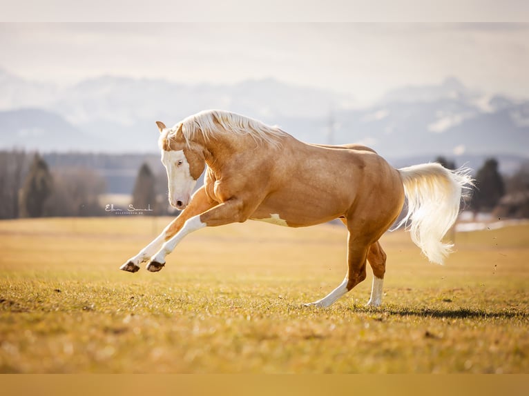 Quarter horse américain Étalon 8 Ans 156 cm Palomino in Haldenwang