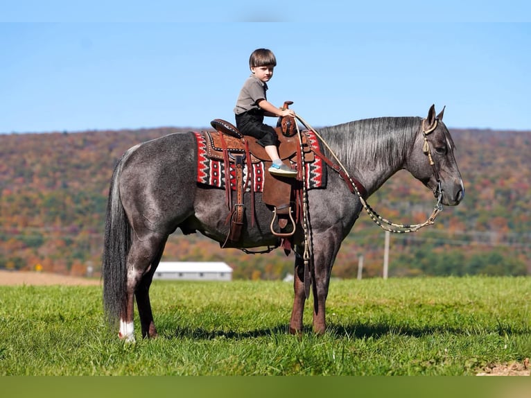Quarter horse américain Étalon 8 Ans Roan-Bay in Rebersburg
