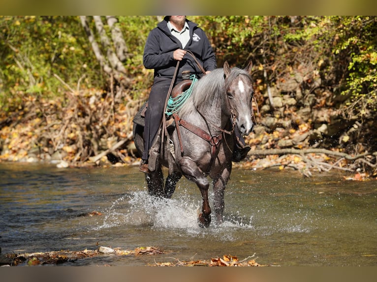 Quarter horse américain Étalon 8 Ans Roan-Bay in Rebersburg