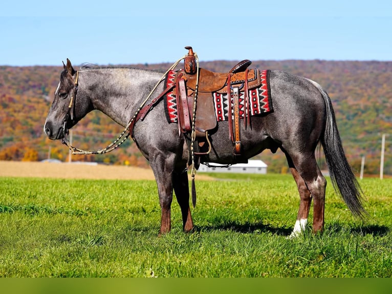 Quarter horse américain Étalon 8 Ans Roan-Bay in Rebersburg