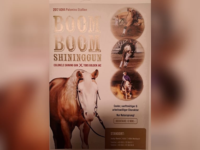 Quarter horse américain Étalon 9 Ans 142 cm Palomino in Neukirchen am Walde