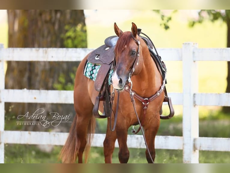 Quarter horse américain Étalon Alezan dun in Moosthenning