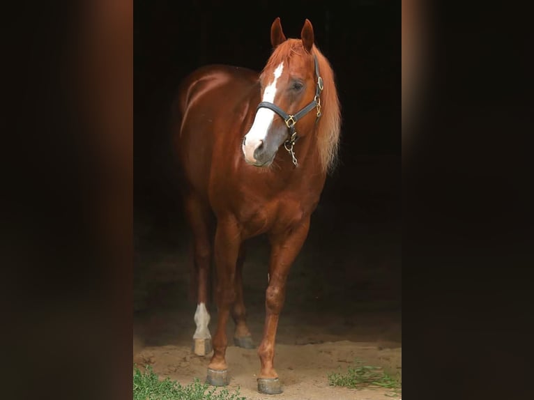 Quarter horse américain Étalon Alezan in Erding