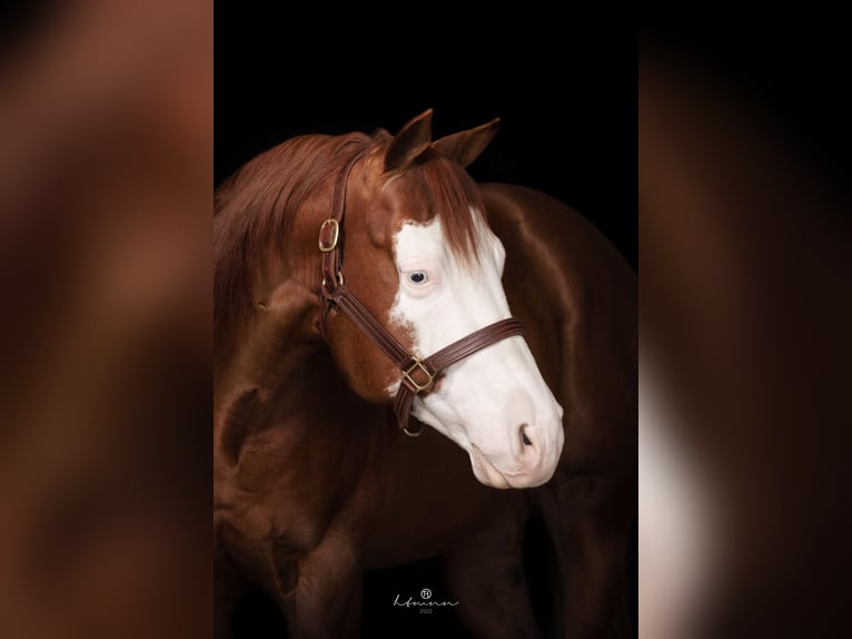 Quarter horse américain Étalon Alezan in Bonndorf im Schwarzwald