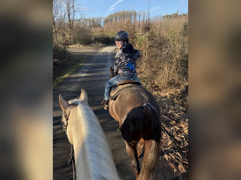 Quarter horse américain Étalon Bai brun in Windeck