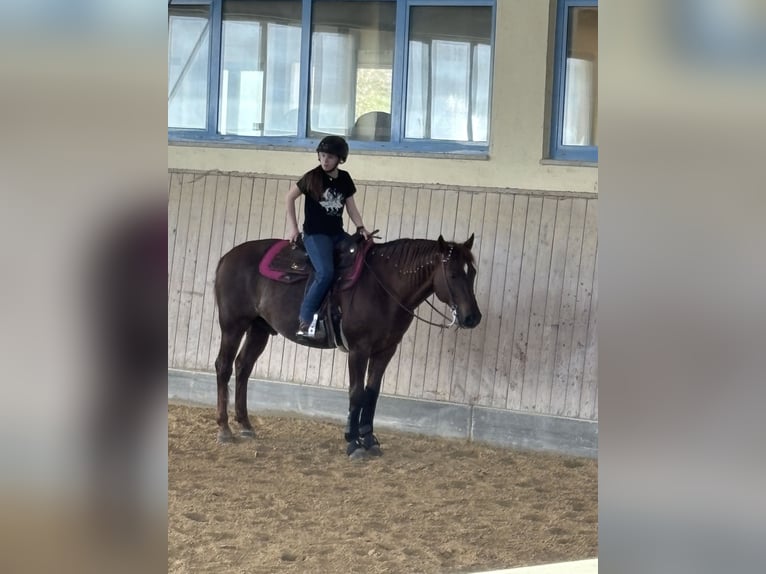 Quarter horse américain Étalon Bai brun in Windeck