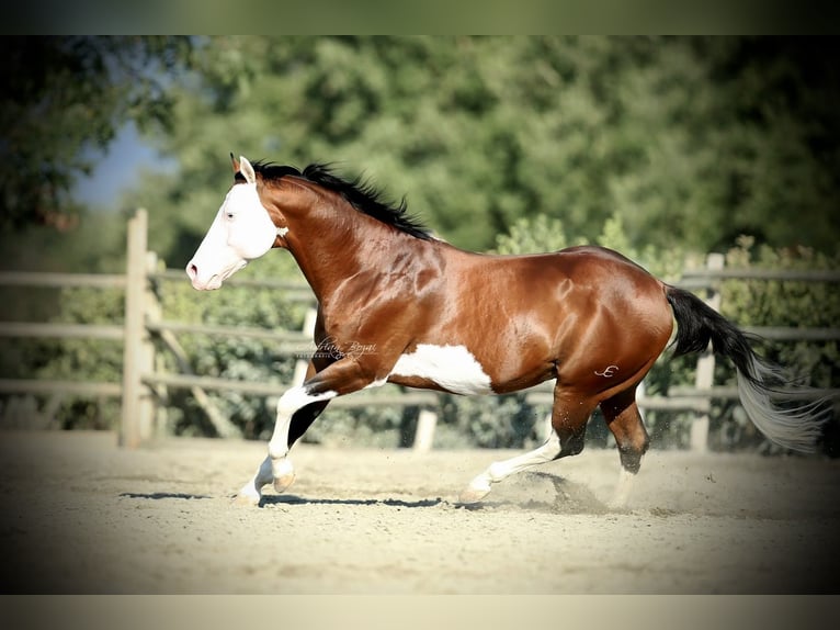 Quarter horse américain Étalon Bai cerise in Narni