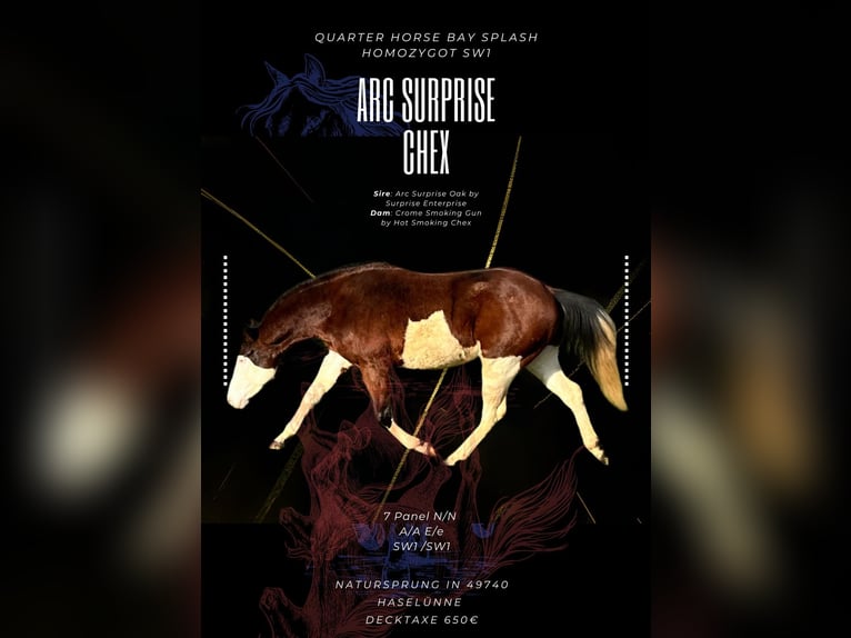 Quarter horse américain Étalon Bai in Haselünne