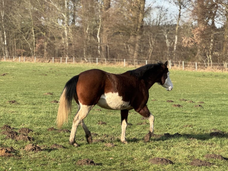 Quarter horse américain Étalon Bai in Haselünne