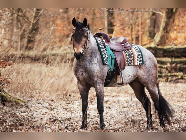 Quarter horse américain Étalon Buckskin in Laubach