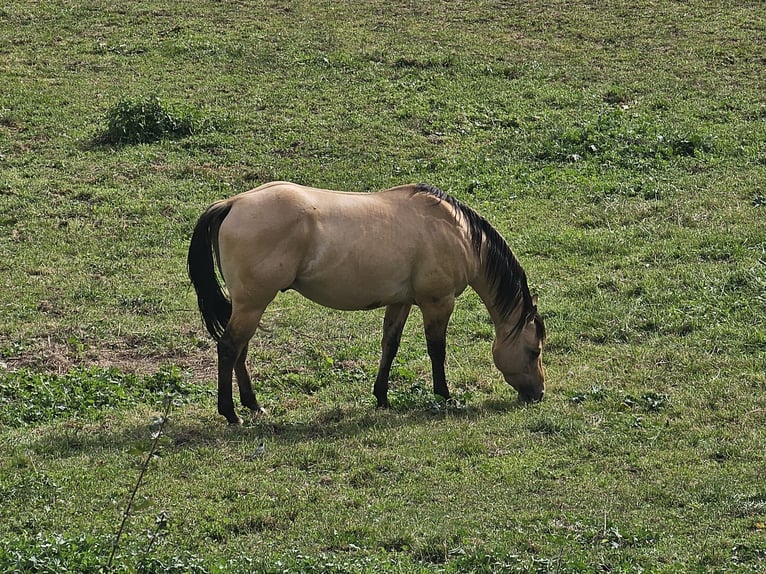 Quarter horse américain Étalon Buckskin in St Benoit
