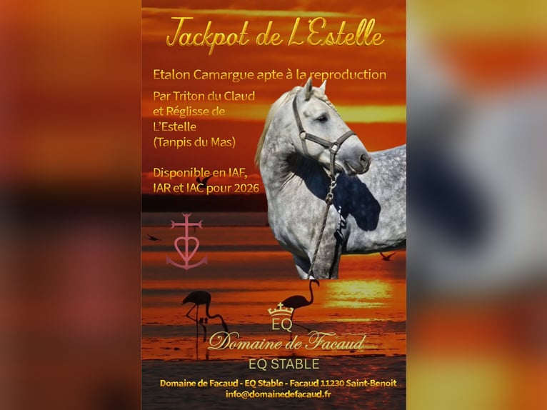 Quarter horse américain Étalon Buckskin in St Benoit