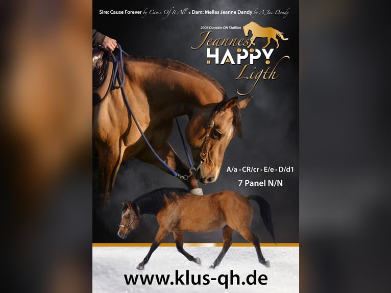 Quarter horse américain Étalon Buckskin in Nordhorn