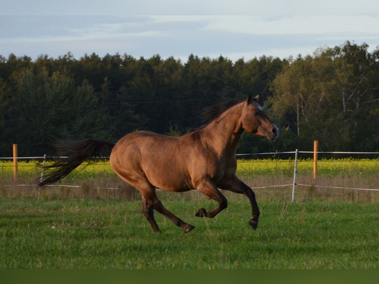 Quarter horse américain Étalon Buckskin in Nordhorn