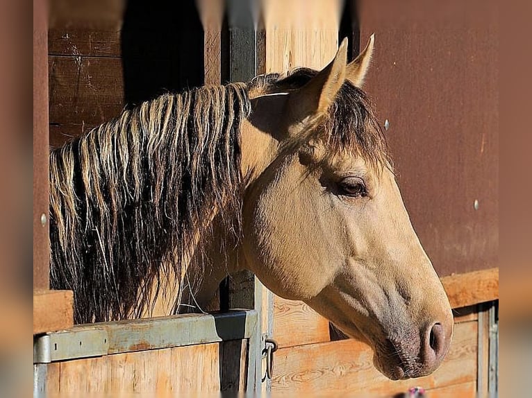 Quarter horse américain Étalon Champagne in KleinschwabhausenMellingen Quarter horse américain Étalon Champagne in KleinschwabhausenMellingen