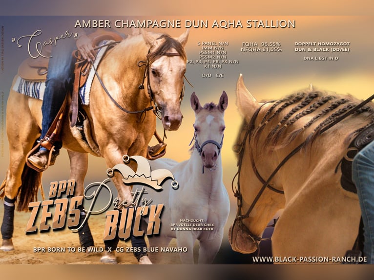 Quarter horse américain Étalon Champagne in KleinschwabhausenMellingen Quarter horse américain Étalon Champagne in KleinschwabhausenMellingen