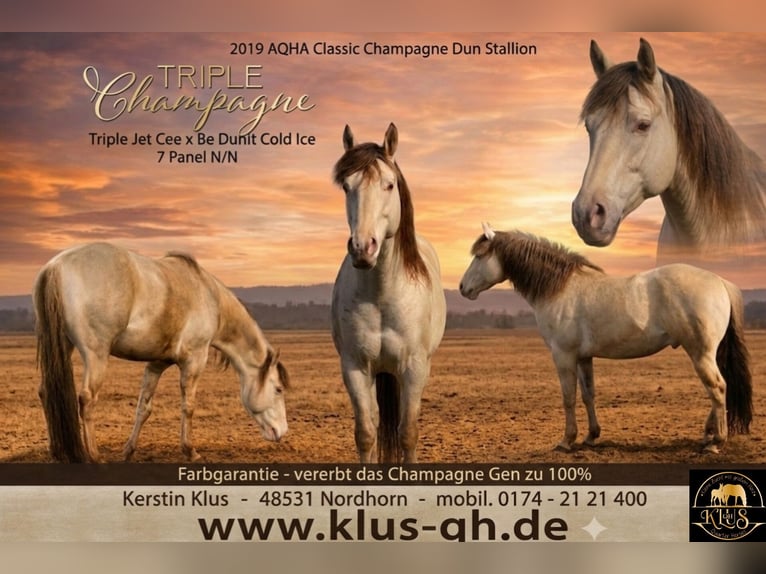 Quarter horse américain Étalon Champagne in Nordhorn
