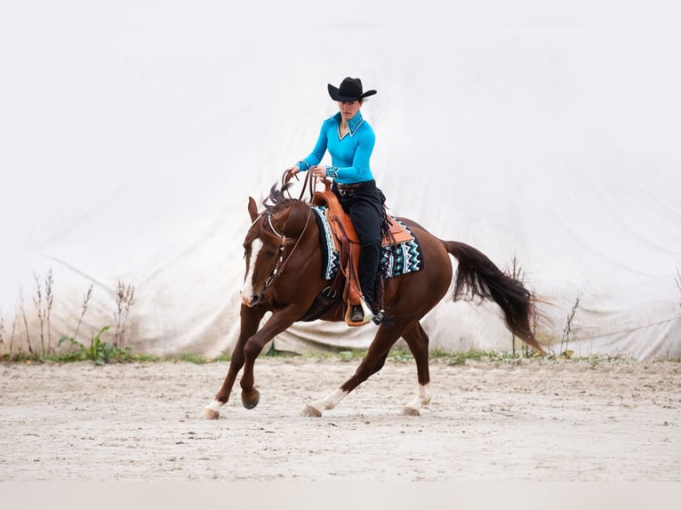 Quarter horse américain Étalon in Delligsen